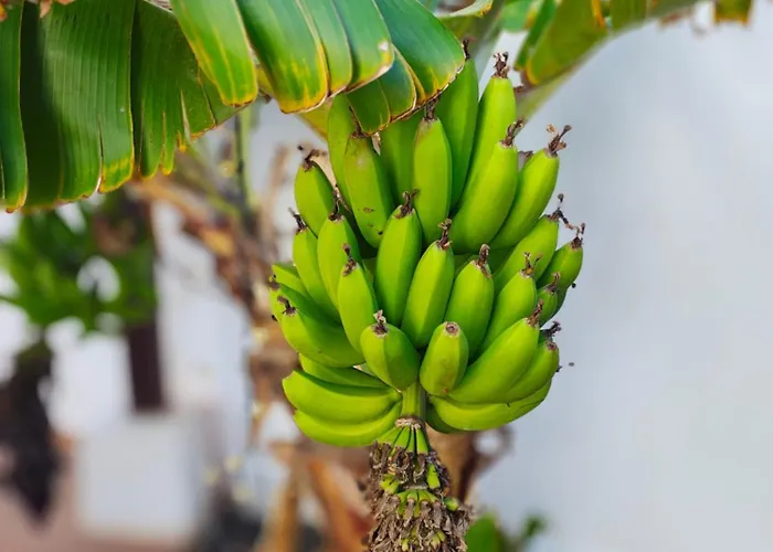 וילה Lanzarote Cloclo - Private Heated Pool, Wifi, Private Parking פלאיה בלנקה